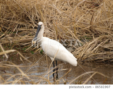 野生鳥類(福岡縣糸島市琵鷺) 野生鳥類(福岡縣糸島市琵鷺) 86581907