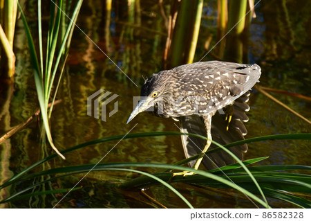 Hoshigoi 在蘆葦下尋找獵物 86582328