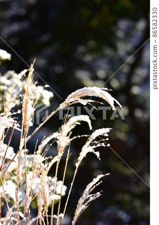 Snow on the snow 86582330