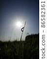 Beautiful drops and the sun 86582361