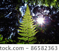 Healed forest landscape 86582363