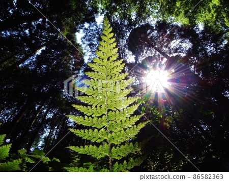 Healed forest landscape Healed forest landscape 86582363
