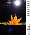 Beautiful autumn leaves 86582366