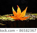 Beautiful autumn leaves 86582367