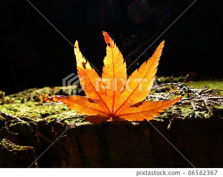 Beautiful autumn leaves Beautiful autumn leaves 86582367