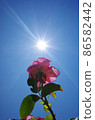 Roses and sun 86582442