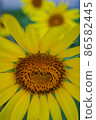 Beautiful sunflower 86582445