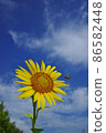 Beautiful sunflowers and bees 86582448