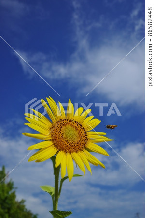 Beautiful sunflowers and bees Beautiful sunflowers and bees 86582448