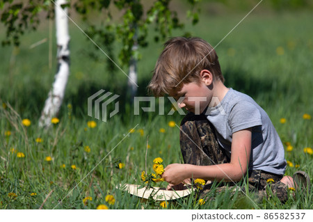 boy pick dandelion flowers in meadow as gift to his mother or girlfriend boy pick dandelion flowers in meadow as gift to his mother or girlfriend 86582537