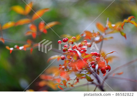 Red fruit, yellow fruit 86582822