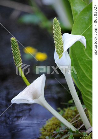 水芭蕉 水芭蕉 ① 天南星科 水芭蕉 水芭蕉 ① 天南星科 86583027