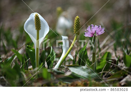 水芭蕉 水芭蕉 ② 天南星科 水芭蕉 水芭蕉 ② 天南星科 86583028
