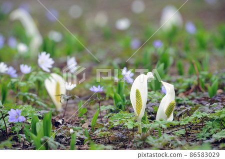 水芭蕉 水芭蕉 ③ 天南星科 水芭蕉 水芭蕉 ③ 天南星科 86583029