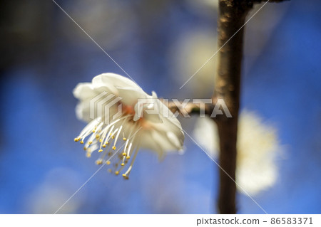 White plums near full bloom in the plum garden of Arima, Kawasaki City, winter solstice plums 86583371