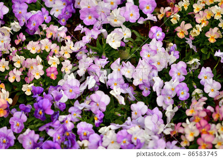 Spring Satoyama Garden Festa Spring Satoyama Garden Festa 86583745