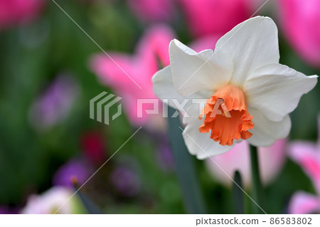 春天里山花園節 86583802