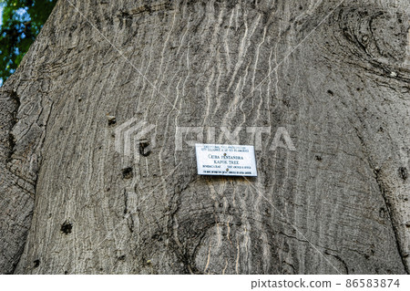 Hawaii Oahu Conservation Tree Ceiba Pentandra Kapok Tree 86583874