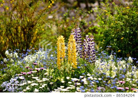 Spring Satoyama Garden Festa 86584204