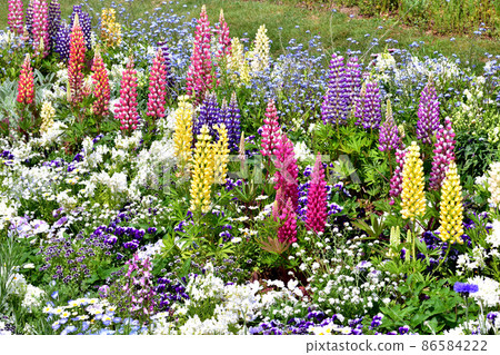 Spring Satoyama Garden Festa Spring Satoyama Garden Festa 86584222