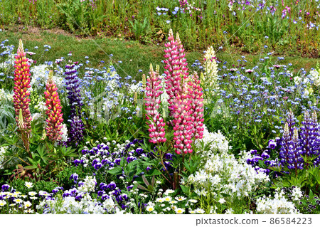 Spring Satoyama Garden Festa 86584223