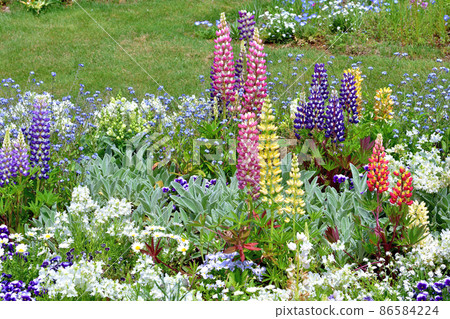 Spring Satoyama Garden Festa Spring Satoyama Garden Festa 86584224