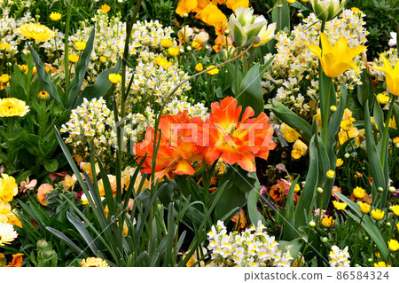 Spring Satoyama Garden Festa 86584324