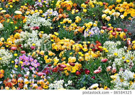 Spring Satoyama Garden Festa Spring Satoyama Garden Festa 86584325