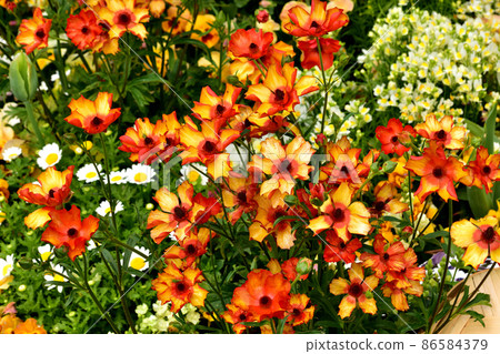 春天里山花園節 86584379