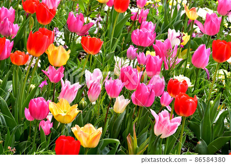Spring Satoyama Garden Festa 86584380