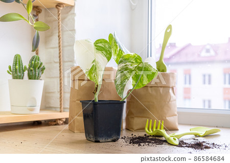 Monstera borsigiana albo variegata in a black pot for growing seedlings, garden tools, cacti and paper bags and scattered soil on the windowsill. Houseplant care concept, home garden, hobby.  86584684