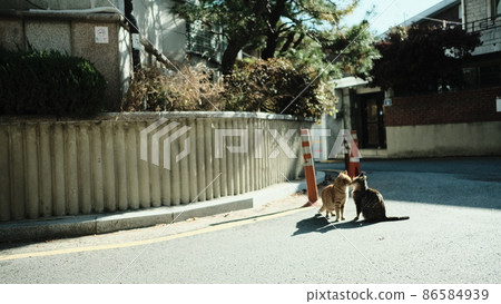 nature, cat, mammalia 86584939