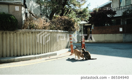 nature, cat, mammalia 86584940