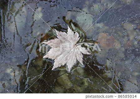 leaf leaf 86585014