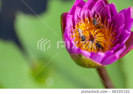 Lotus flower and bee 86585182