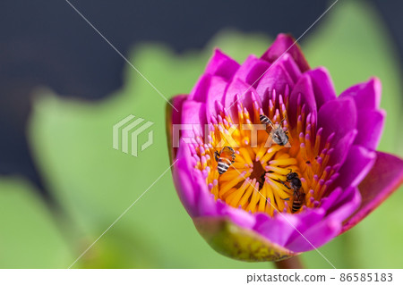 Lotus flower and bee 86585183
