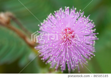 mimosa flowers mimosa flowers 86585185