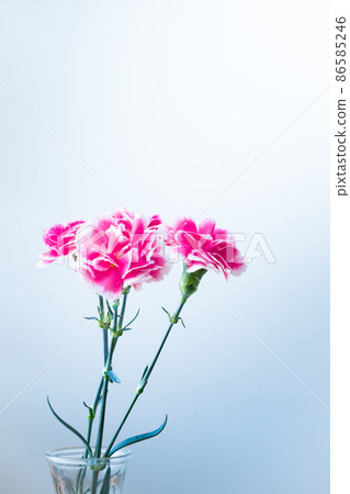 深粉色康乃馨花 深粉色康乃馨花 86585246