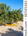 Oranges grow on trees on the farm 86585482