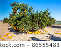 Oranges grow on trees on the farm 86585483