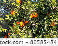 Oranges grow on trees on the farm 86585484