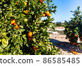 Oranges grow on trees on the farm 86585485