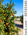 Oranges grow on trees on the farm 86585486