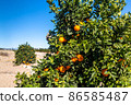 Oranges grow on trees on the farm 86585487