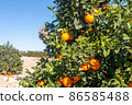 Oranges grow on trees on the farm 86585488
