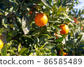 Oranges grow on trees on the farm 86585489