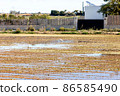 Herons walk through a field of rice flooded with water 86585490
