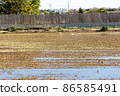 Herons walk through a field of rice flooded with water 86585491