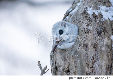 Ezomomonga的出現 86585716