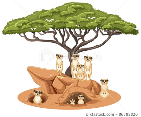 Isolated savanna forest with meerkats Isolated savanna forest with meerkats 86585820